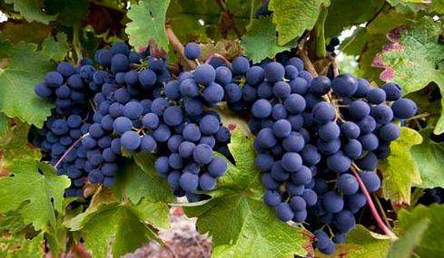 葡萄酒酿酒品种——赤霞珠