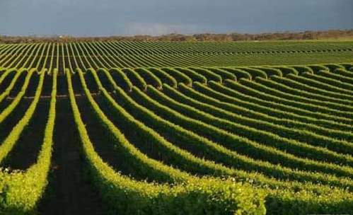 国产葡萄酒如何才能迎合国内葡萄酒消费市场？