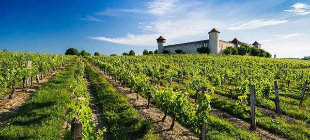 法国葡萄酒产量和风格特点