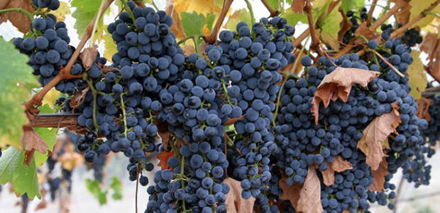 阿根廷葡萄酒主要使用的葡萄品种有哪些