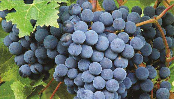 阿根廷进口红酒的伯纳达葡萄品种有什么独特的口感