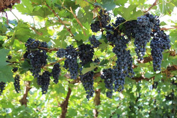 为什么干红葡萄酒中赤霞珠品种特别多？