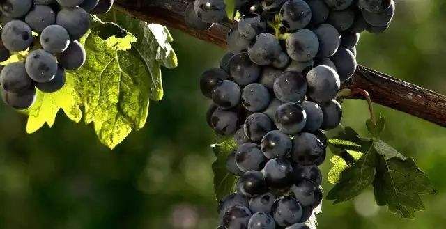法国的赤霞珠葡萄生长的各个阶段