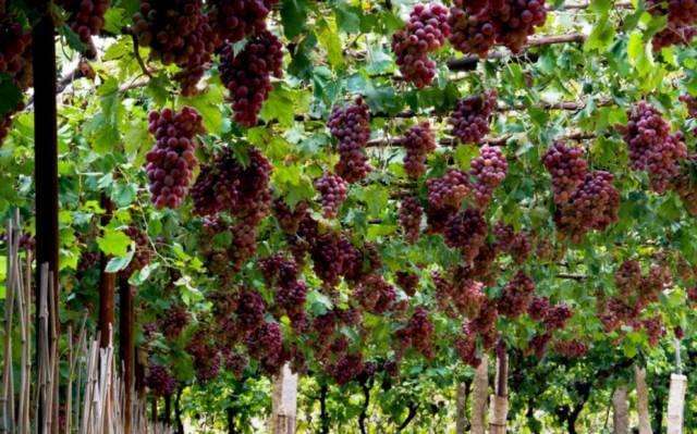 酿酒葡萄与我们平时吃的葡萄有什么不同？