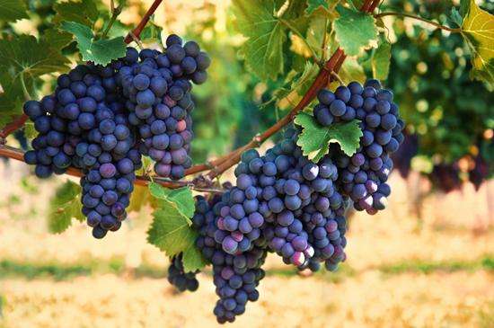 你知道什么样的葡萄品种适合酿造葡萄酒么？