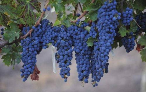 你知道什么样的葡萄品种适合酿造葡萄酒么？