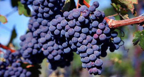 在智利生产葡萄酒的主要葡萄品种有哪些？