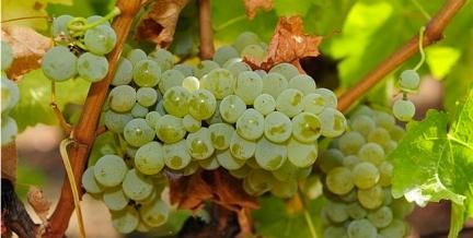 在智利生产葡萄酒的主要葡萄品种有哪些？