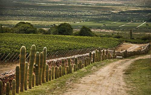 阿根廷北部地区的葡萄酒三大产区你知道么？
