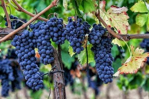 赤霞珠——一个常用的酿酒葡萄品种，你了解多少？