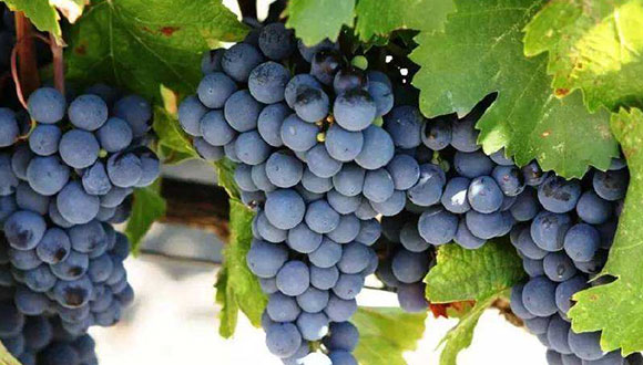 赤霞珠——一个常用的酿酒葡萄品种，你了解多少？