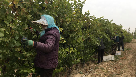 新疆酿酒葡萄采收开始了！红驼采收葡萄方式，你了解么？